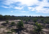 Land suitable for development for sale in Molina de Segura ref: TR109551 photo