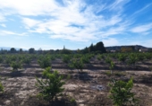 Land suitable for development for sale in Molina de Segura ref: TR109551 photo