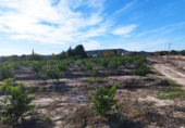 Land suitable for development for sale in Molina de Segura ref: TR109551 photo