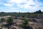 Land suitable for development for sale in Molina de Segura ref: TR109551 photo