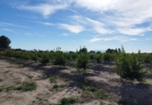 Land suitable for development for sale in Molina de Segura ref: TR109551 photo