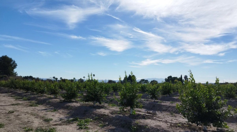 Murcia - El Llano - 20600m2