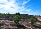 Land suitable for development for sale in Molina de Segura ref: TR109551 photo