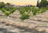 Land suitable for development for sale in Molina de Segura ref: TR109551 photo