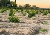 Land suitable for development for sale in Molina de Segura ref: TR109551 photo