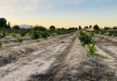 Land suitable for development for sale in Molina de Segura ref: TR109551 photo