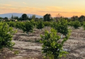 Land suitable for development for sale in Molina de Segura ref: TR109551 photo