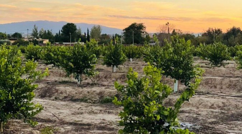 Murcia - El Llano - 20600m2