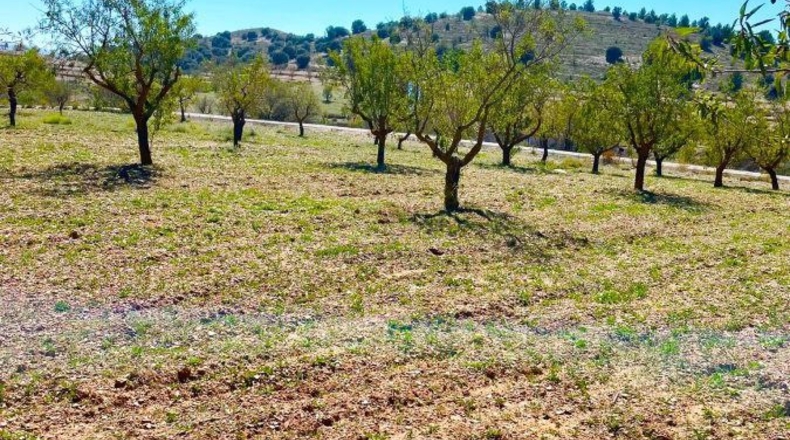 Almería - Vélez-Rubio - 85000m2