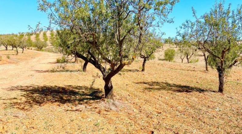 Almería - Vélez-Rubio - 85000m2
