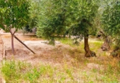 Finca rústica en venda a Vélez-Rubio ref.: TR189788 foto