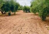 Rural estate for sale in Vélez-Rubio ref: TR189792 photo
