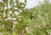 Rural estate for sale in Vélez-Rubio ref: TR189792 photo