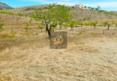 Terreno no urbanizable en venta en Vélez-Rubio ref: TR109560 foto