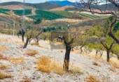 Finca rústica en venda a Vélez-Rubio ref.: TR186282 foto