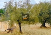 Non-developable land for sale in Vélez-Rubio ref: TR109504 photo
