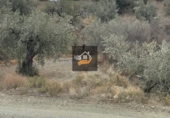 Non-developable land for sale in Vélez-Rubio ref: TR109504 photo