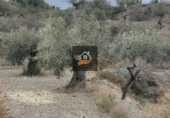 Non-developable land for sale in Vélez-Rubio ref: TR109504 photo