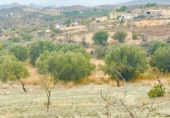 Land suitable for development for sale in Vélez-Rubio ref: TR306136 photo
