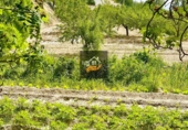 Rural estate for sale in Vélez-Blanco ref: TR189782 photo