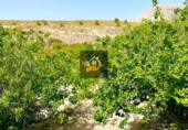 Rural estate for sale in Vélez-Blanco ref: TR189782 photo