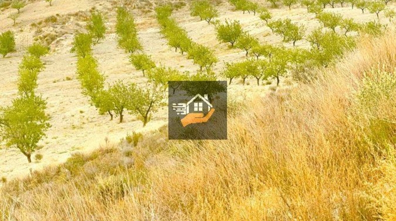 Almería - Vélez-Rubio - 290000m2