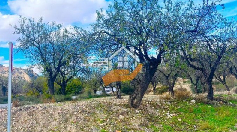Almería - Vélez-Rubio - 9820m2