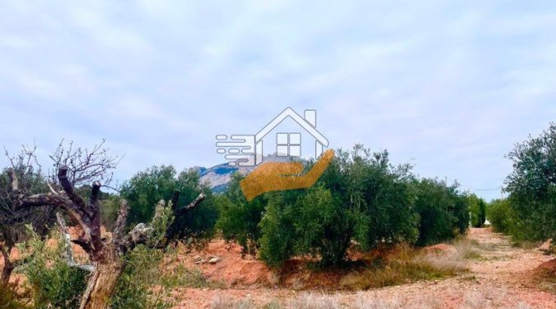 Almería - Vélez-Rubio - 20000m2