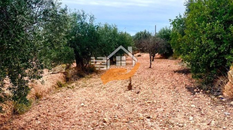 Almería - Vélez-Rubio - 20000m2