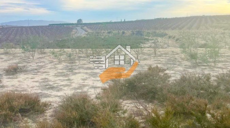 Murcia - Ceutí - 16000m2