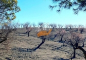 Finca rústica en venda a Vélez-Rubio ref.: TR264432 foto