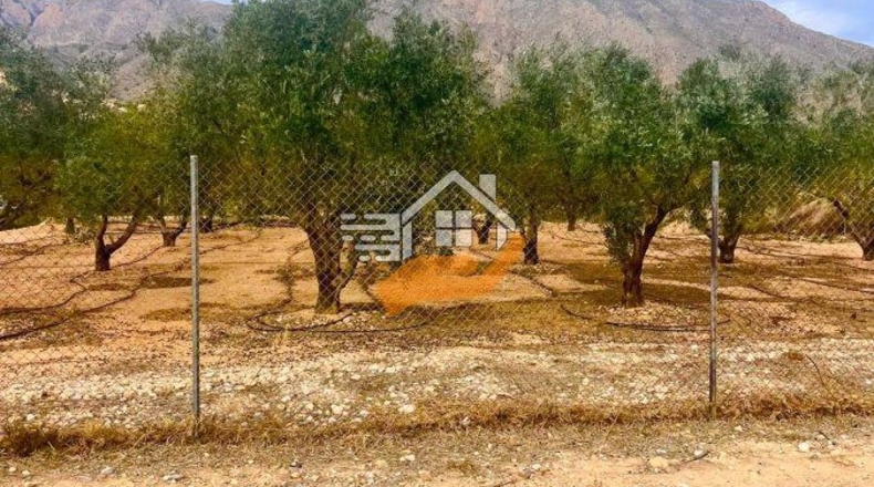 Murcia - Abanilla - 3600m2