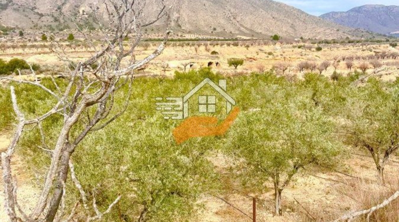 Murcia - Abanilla - 3600m2