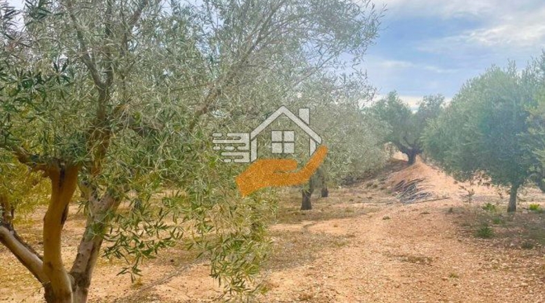 Murcia - Abanilla - 3600m2