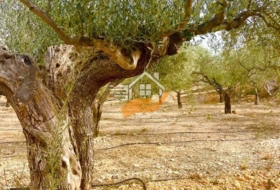 Favanella 3600&nbsp;m² 