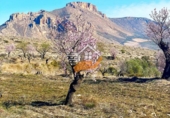 Rural estate for sale in Vélez-Blanco ref: TR262576 photo