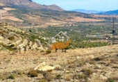 Non-developable land for sale in Vélez-Blanco ref: TR253730 photo