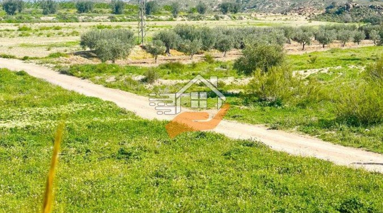 Murcia - Lorca - 60000m2
