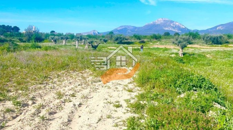 Murcia - Lorca - 60000m2