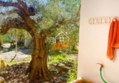 Finca rústica en venda a Vélez-Blanco ref.: TR263355 foto