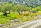 Finca rústica en venda a Vélez-Rubio ref.: TR262572 foto