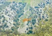 Finca rústica en venda a Vélez-Rubio ref.: TR262572 foto