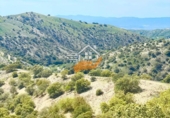 Finca rústica en venda a Vélez-Rubio ref.: TR262572 foto