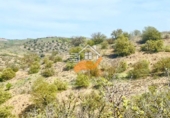 Finca rústica en venda a Vélez-Rubio ref.: TR262572 foto