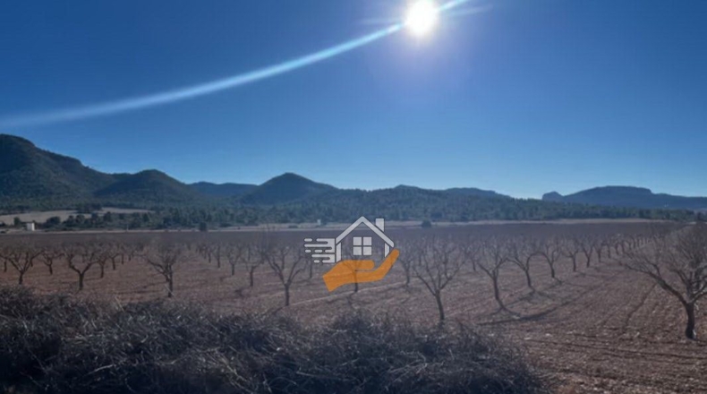 Murcia - Yecla - 158324m2