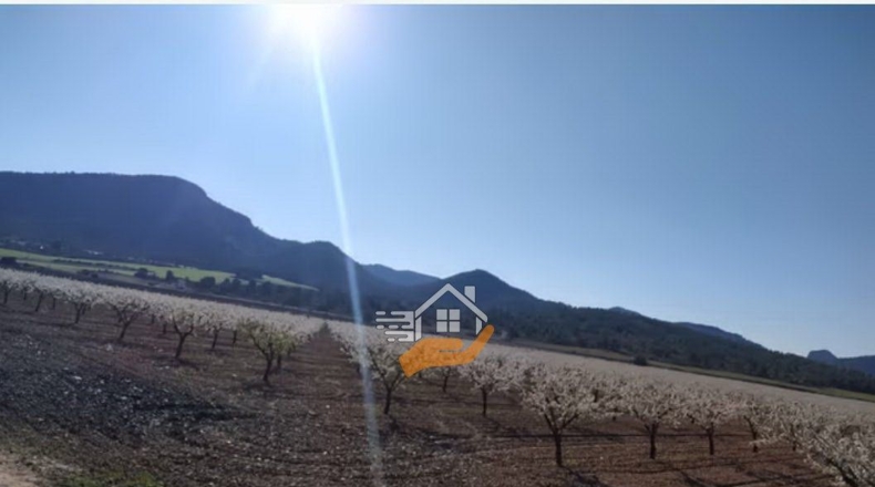Murcia - Yecla - 158324m2