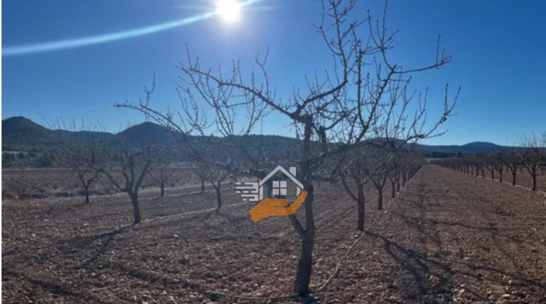 Murcia - Yecla - 158324m2