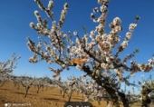 Non-developable land for sale in Yecla ref: TR235203 photo