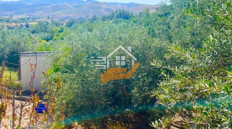 Almería - Велес-Рубио - 40000m2