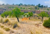 Finca rústica en venta en Abanilla ref: TR287166 foto